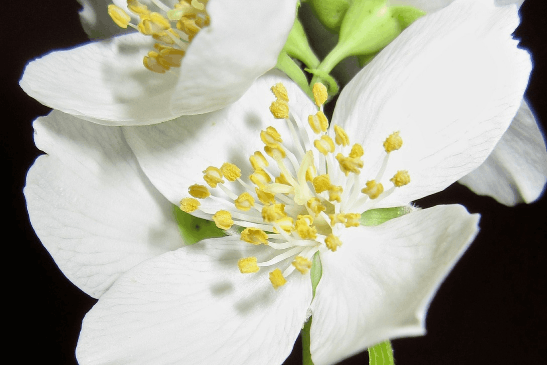 fleur-blanche-inspiration-olfactive